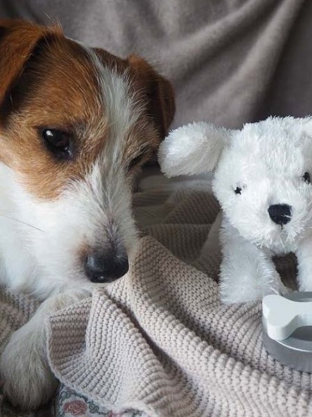 JABADABADO Βαλιτσάκι με Σκυλάκι